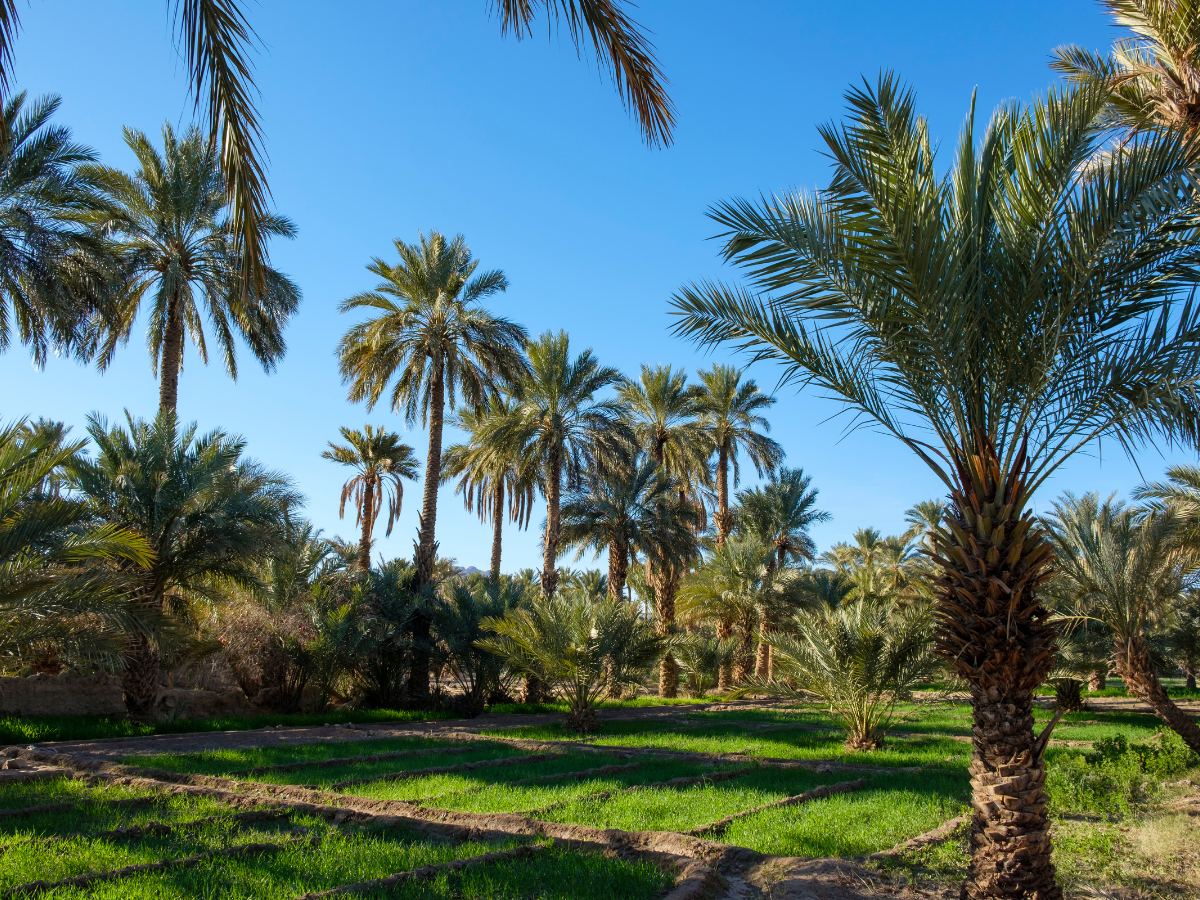 Ruta de 5 Dias Marrakech a Chefchaouen via el Sahara: Viaje Epico 2026