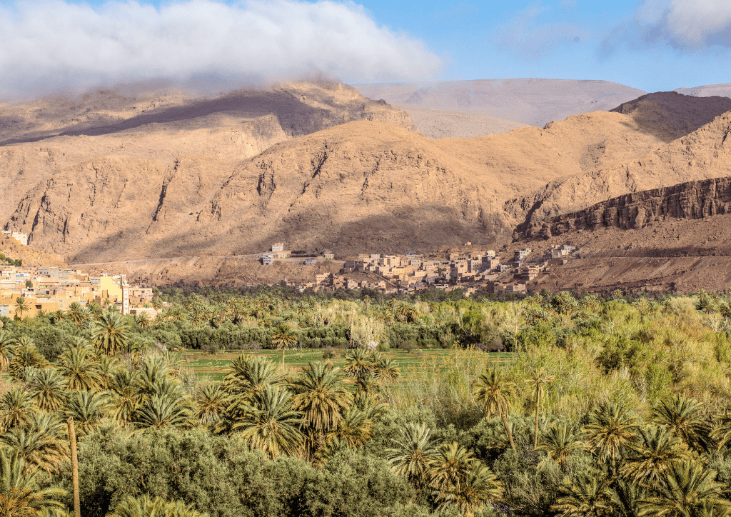 Wide view of golden Morocco dune field stretching to the horizon at sunrise