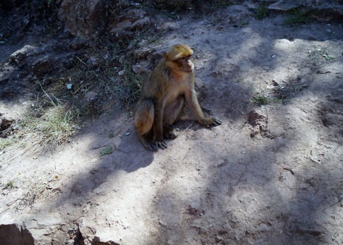 5 Days Morocco Itinerary from Casablanca: The Perfect Short Trip 2026