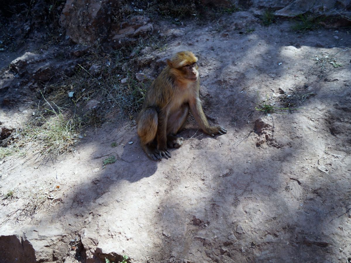 5 Days Morocco Itinerary from Casablanca: The Perfect Short Trip 2026